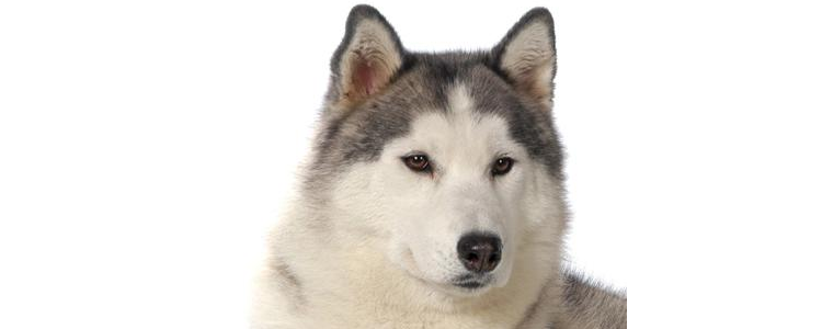 小阿拉斯加犬怎么训练