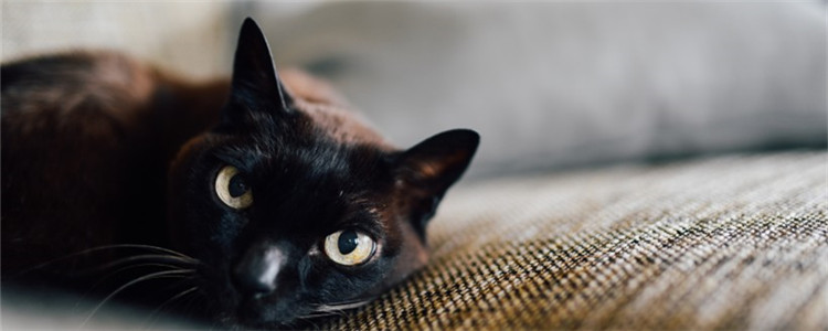 怎样给猫咪喂驱虫药 给猫咪喂驱虫药的三个小窍门