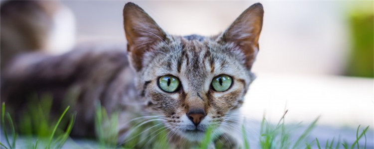 猫咪为什么会流产 猫咪流产的原因有哪些