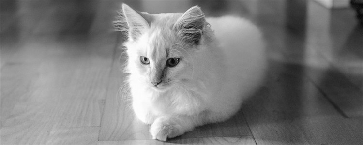 猫咪流产的迹象是什么 如何预防猫咪流产