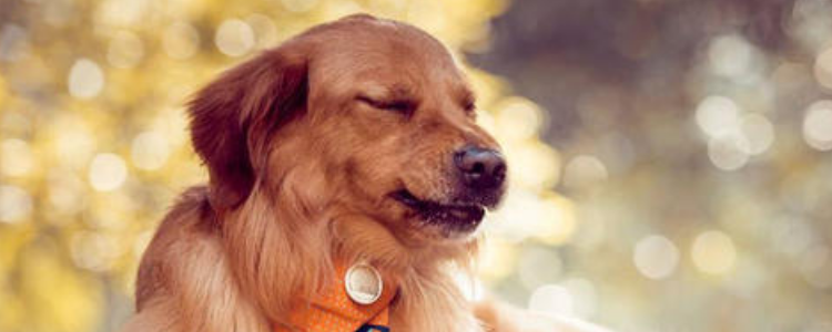 狗狗肾炎症状有哪些 该如何治疗