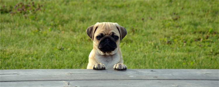 狗吃草是什么原因 狗狗吃草是正常现象吗