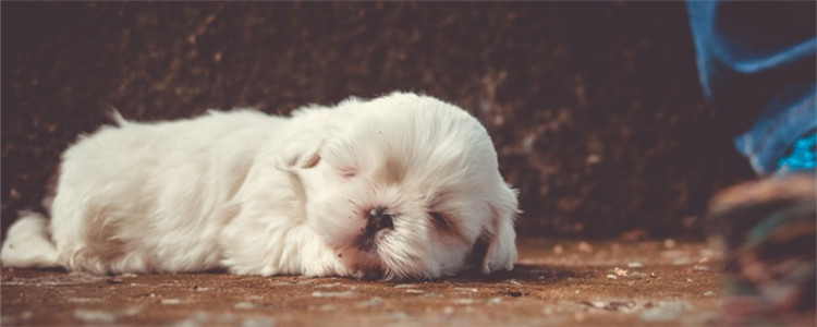 什么狗不能喝牛奶 这三种狗狗千万不要喂食牛奶