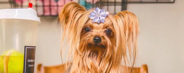 约克夏狗的缺点 看完你还爱它吗