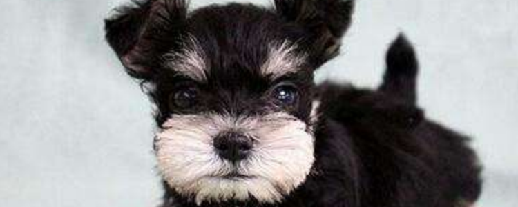 雪纳瑞喂养注意事项有哪些 这些要注意