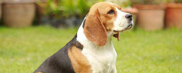 狗狗异食癖怎么治疗 试试这几个方法