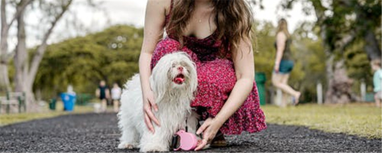 给狗狗染毛有什么危害 给狗狗染毛要注意什么