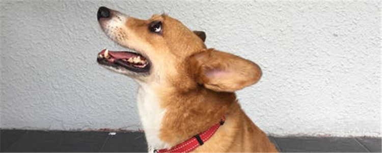 狗狗牙不好会有什么危害 如何改善狗狗口腔问题