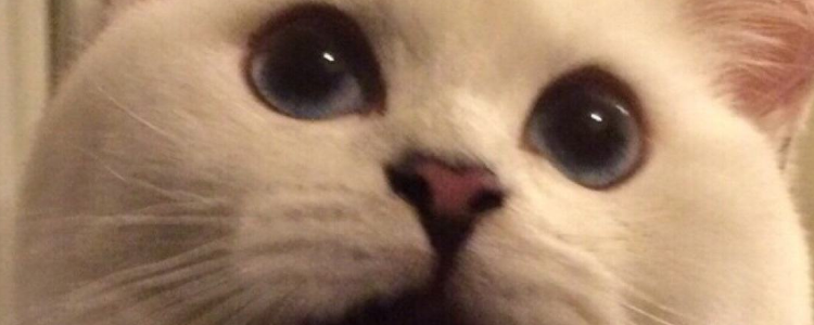 猫身上有跳蚤的表现 改怎么处理