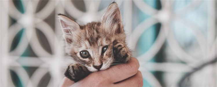 母猫为什么喜欢搬小猫 这样会伤害到小猫吗