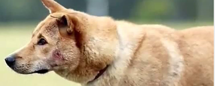 狗狗自制狗粮做法 如何做到蛋白质—氨基酸—氮平衡平衡