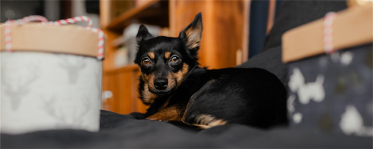 关于狗的知识有哪些 这三个常识你知道吗