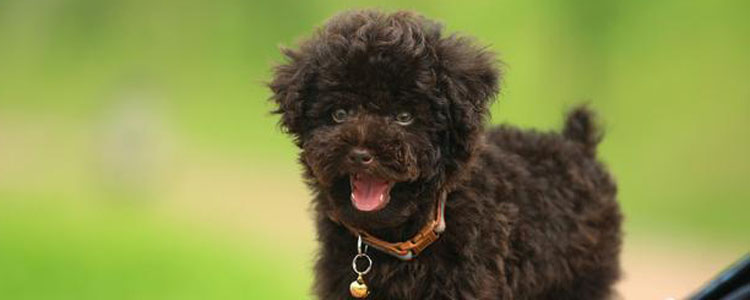 狗狗自制营养餐的膳食纤维分析 膳食纤维对狗狗的意义