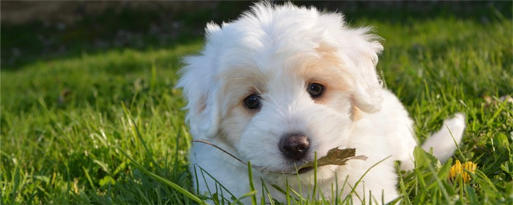 与狗有关的三个冷知识 狗狗的味蕾约等于人的六分之一