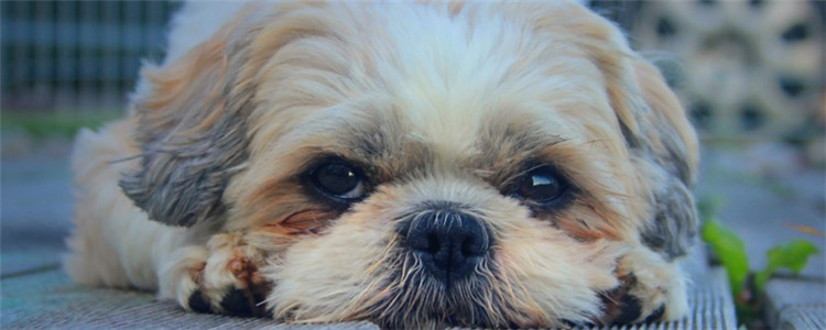 狗狗服从的八种表现 你家的狗狗会服从你吗