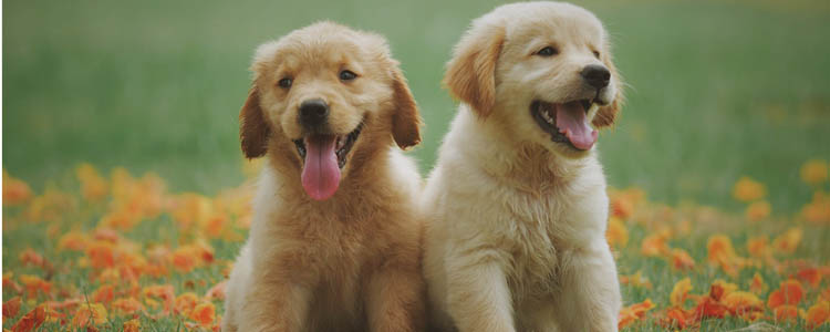 狗狗驱虫怎么做 最全体内外驱虫实用手册