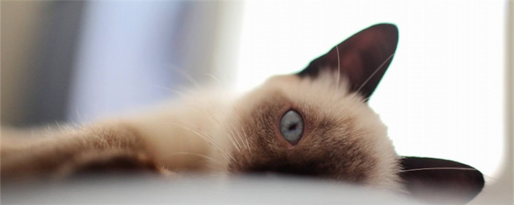 夏天猫可以剃毛吗 给猫剃毛要注意什么