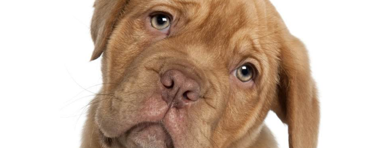 怎么训练狗狗室外上厕所 你还不知道吗