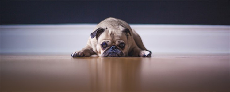 狗狗沐浴露怎么选 教你如何选择合适的沐浴露