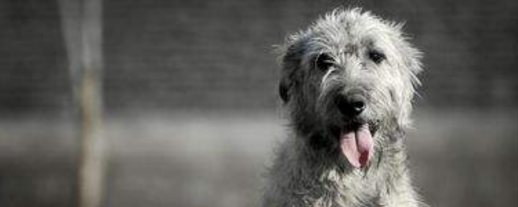 狗狗漱口水有用吗 怎么使用呢