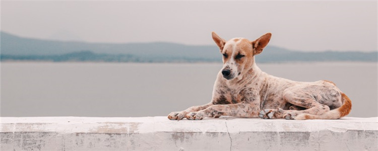 如何挑选狗狗沐浴露 给狗狗买沐浴露要注意什么