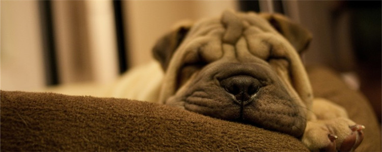 给狗做按摩的四点好处 你给你家狗狗按过摩吗