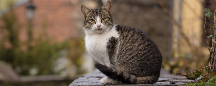 训练猫咪上厕所要注意什么 需要注意猫砂及厕所的选择