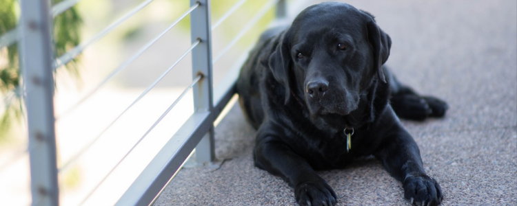 狗狗刷牙怎么刷 这几步轻松学会