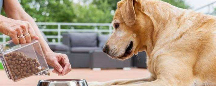 训练狗狗听指令吃东西 避免狗狗乱吃东西