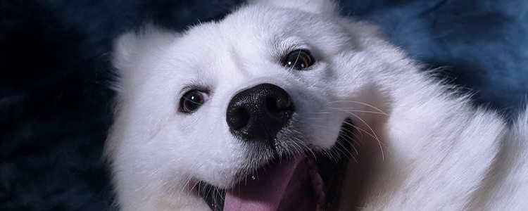 萨摩耶如何喂养 萨摩耶幼犬喂养指南