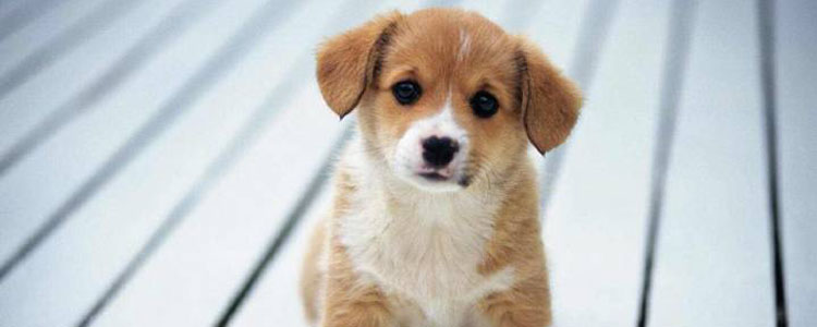 为什么土狗不得细小 为啥土狗不得细小