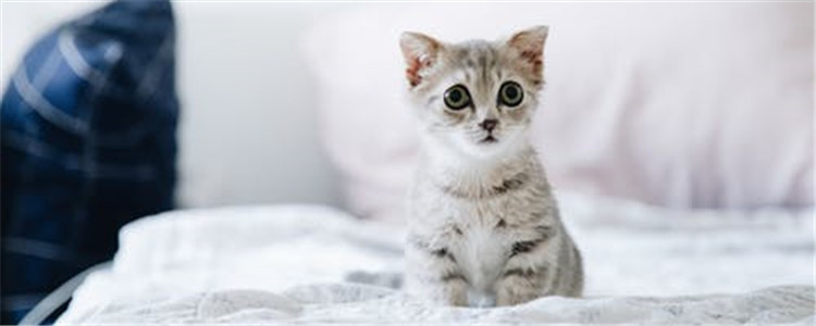 猫咪口腔溃疡的原因是什么 导致猫咪口腔溃疡的三大原因