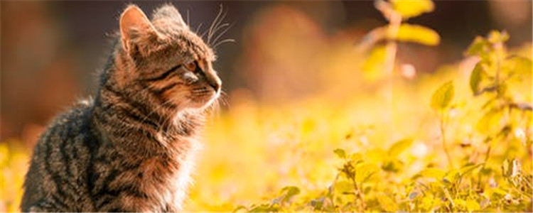 狗狗皮屑怎么治疗 改善狗狗皮屑的方法有什么