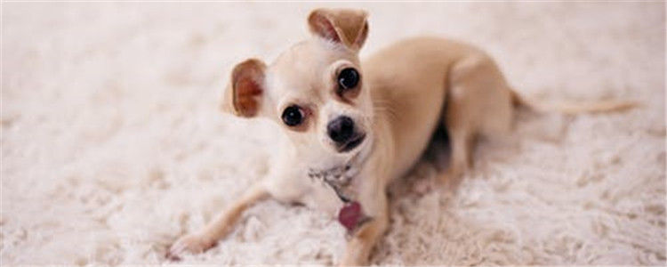 狗狗皮屑如何治疗 教你三个小妙招去除皮屑