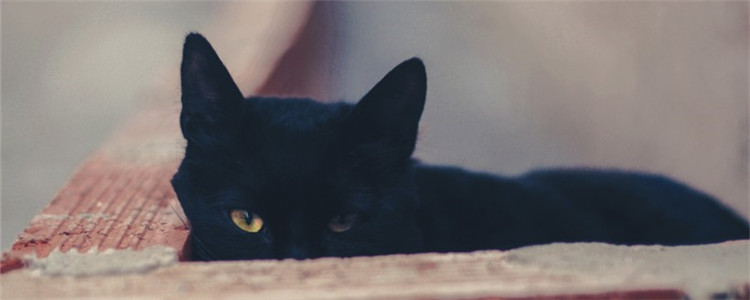 猫脂肪肝的症状 猫咪脂肪肝要怎么治疗