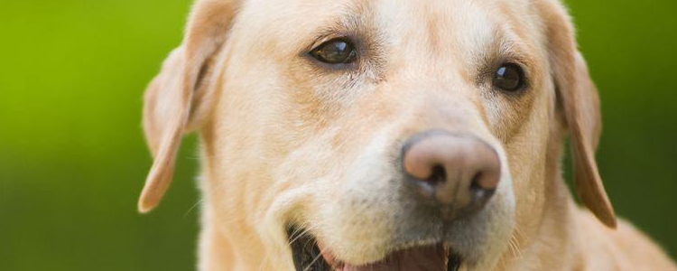 室内养狗的注意事项 这些东西平时一定要收好