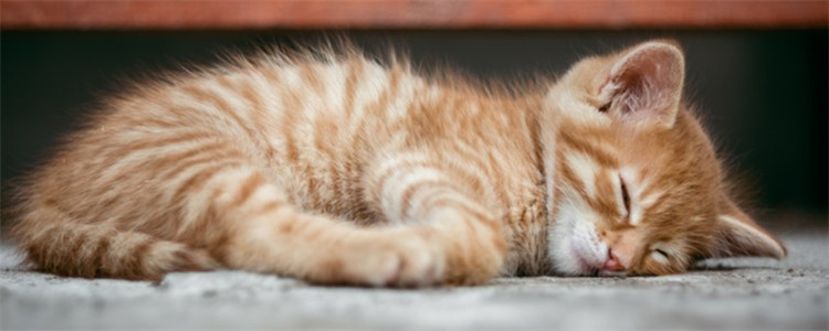 怎么看猫咪是否肥胖 判断猫咪肥胖的方法是什么