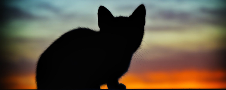 猫青光眼怎样治疗好 需要摘除眼球吗