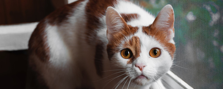 猫白内障是怎么引起的 关于白内障你不知道的事