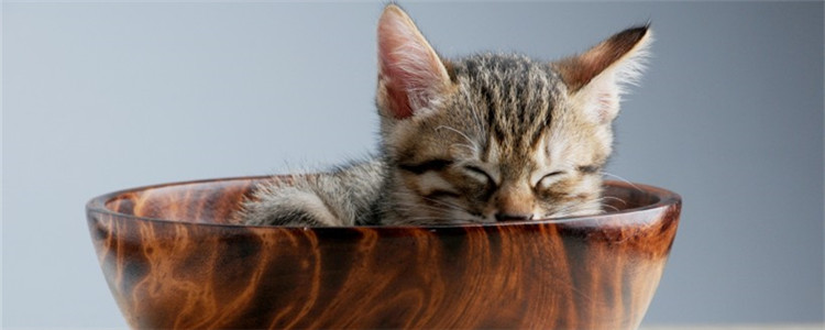 猫咪肥胖怎么减肥 控制猫咪的饭量必不可少