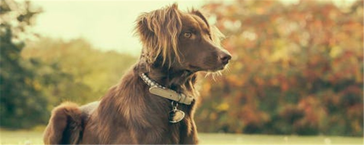 狗狗喂食注意事项有哪些 这三点主人务必要注意