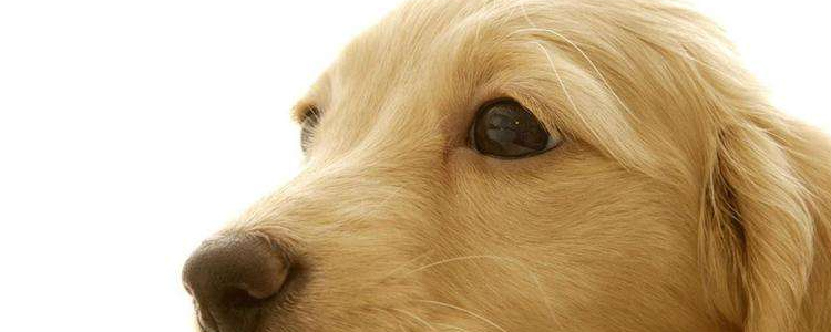 狗从什么时候训练比较好 狗狗训练的最佳时机