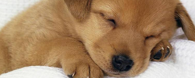 训练狗狗的技巧 六个技巧教你轻松训狗