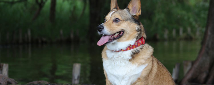 怎么看狗粮的好坏 带你读懂狗粮标签中的秘密