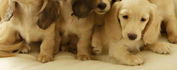 幼犬泡狗粮怎么泡 需要注意什么