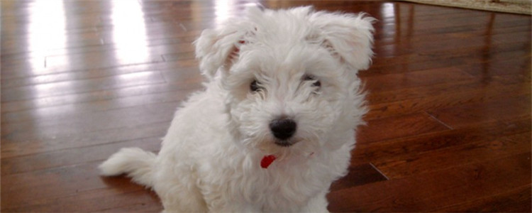 给狗狗吃鸡肝好吗 狗狗吃鸡肝有什么坏处