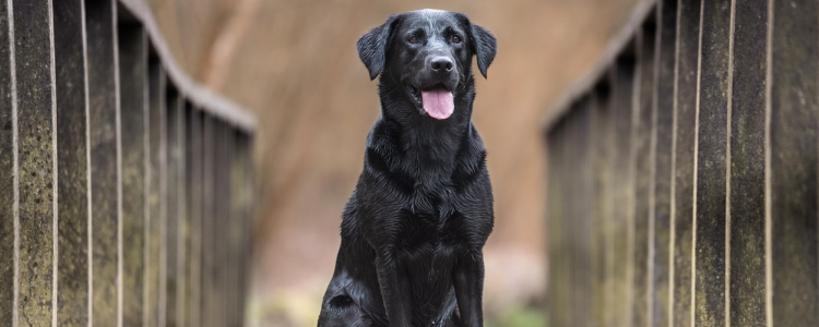 拉布拉多瘦怎么办 怎么给狗狗增肥呢