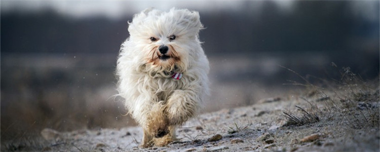 狗哮喘能治好吗 狗狗哮喘怎么预防