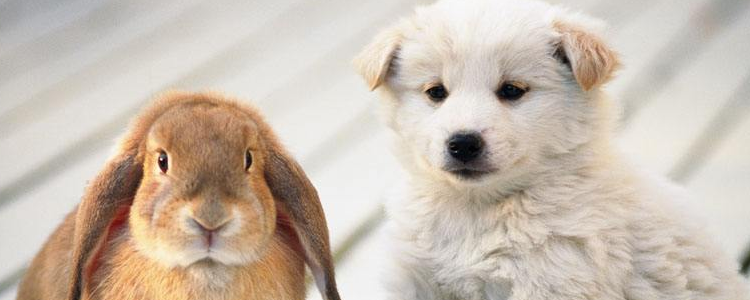 刚出生的狗狗什么时候睁眼 幼犬改如何喂养