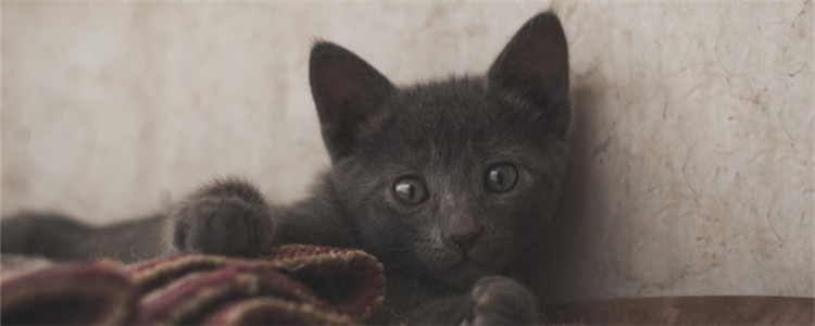 夏天猫不吃饭怎么回事 夏天养猫要注意什么